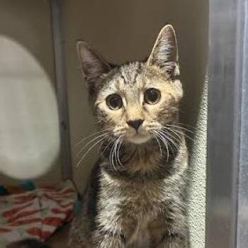 Missy -  Domestic Short Hair Cat for Adoption in Jeffersonville, Indiana - Missy | PetCurious