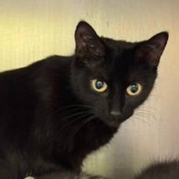 Leslie -  Domestic Short Hair Cat for Adoption in Burlington, Ontario - Leslie | PetCurious