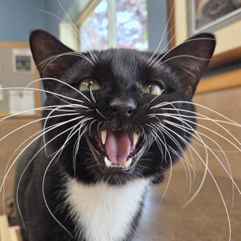 Walleye -  Extra Toes Cat Hemingway Polydactyl Cat Available for Adoption in Park Rapids, Minnesota - Walleye | PetCurious