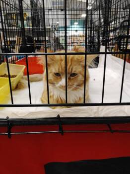 Boots -  Domestic Long Hair Cat for Adoption in San Jacinto, California - Boots | PetCurious