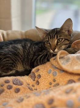 Lucchi -  Domestic Short Hair Cat for Adoption in Memphis, Tennessee - Lucchi | PetCurious