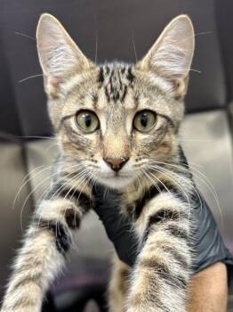 Pope -  Domestic Short Hair Cat for Adoption in Wichita, Kansas - Pope | PetCurious