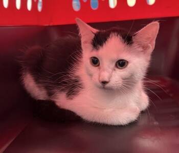 Olaf -  Domestic Short Hair Cat for Adoption - Olaf | PetCurious