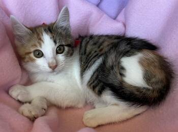 Nova -  Tuxedo Cat for Adoption in Hood River, Oregon - Nova | PetCurious