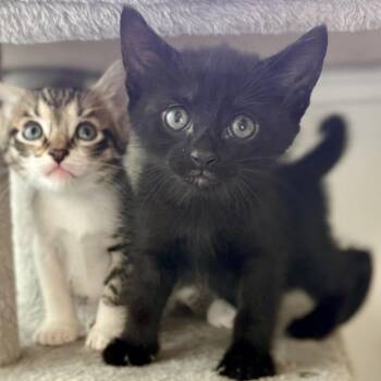 Domestic Short Hair Cats Available for Adoption in Austin, Texas - Yara 2 | PetCurious