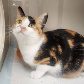 Misu (In Foster) -  Domestic Short Hair Cat for Adoption in Sunnyvale, California - Misu (In Foster) | PetCurious