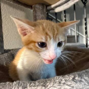 John -  Domestic Short Hair Cat Available for Adoption in Lewisville, Texas - John | PetCurious