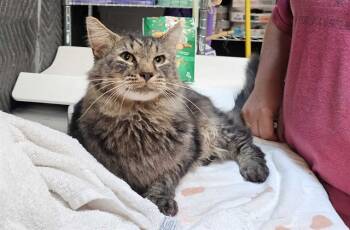 Rescue Maine Coon and Domestic Short Hair Cats for Adoption in Raleigh, North Carolina - JED | PetCurious