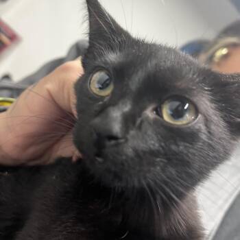 Emmy -  Domestic Short Hair Cat for Adoption in Tampa, Florida - Emmy | PetCurious