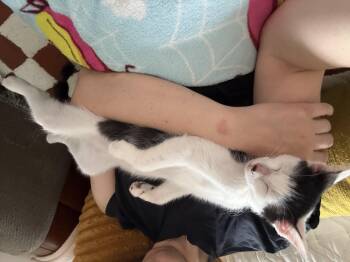 Perlite -  American Shorthair Cat for Adoption in New York, New York - Perlite | PetCurious