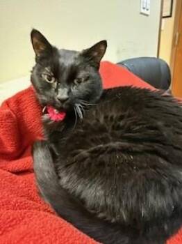Domestic Short Hair Cats Available for Adoption in Arlington, Washington - Stella | PetCurious