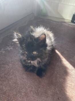 Daisy KITTEN -  Domestic Short Hair Cat for Adoption in Rockaway, New Jersey - Daisy KITTEN | PetCurious