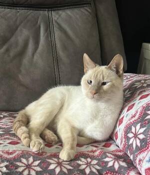 Charmander -  Domestic Short Hair and Siamese Cat for Adoption in Wheaton, Illinois - Charmander | PetCurious