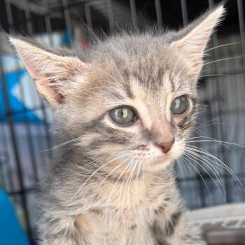 Tami -  Domestic Short Hair Cat for Adoption in Midland, Texas - Tami | PetCurious