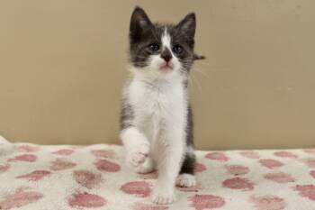 TITMOUSE -  Domestic Short Hair Cat Available for Adoption in Brazil, Indiana - TITMOUSE | PetCurious