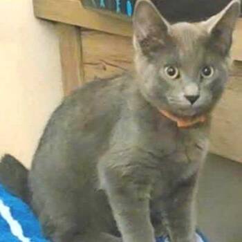 Phil -  Domestic Short Hair Cat for Adoption in Belleville, Illinois - Phil | PetCurious
