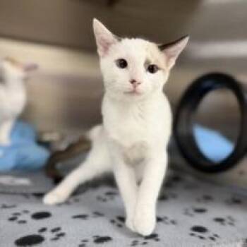Elvira -  Domestic Short Hair Cat for Adoption in Bullhead City, Arizona - Elvira | PetCurious