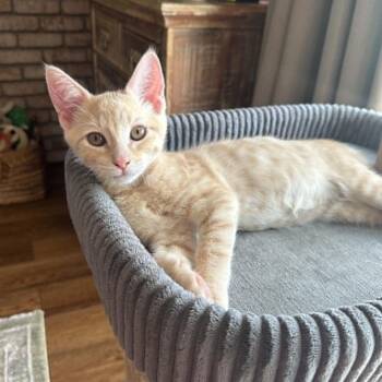 Handsome -  Domestic Short Hair Cat for Adoption in Antioch, California - Handsome | PetCurious