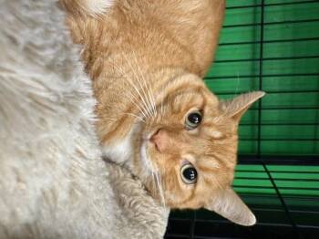 Rescue Domestic Short Hair Cats for Adoption in Cleveland, Ohio - Bosco | PetCurious