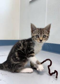 Bali -  Domestic Short Hair Cat for Adoption in Montgomery, New Jersey - Bali | PetCurious