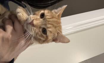 Rescue Domestic Short Hair and Egyptian Mau Cats for Adoption in Brampton, Ontario - Lora | PetCurious