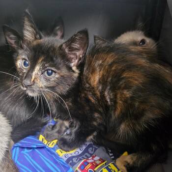 Rescue Domestic Short Hair Cats for Adoption in Wahiawa, Hawaii - Ebi | PetCurious