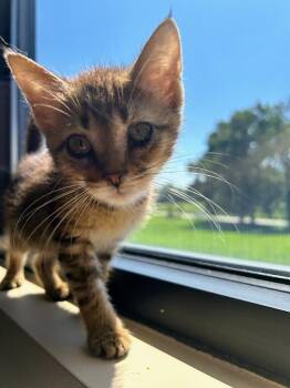 Dusty -  Domestic Short Hair Cat for Adoption in Effingham, Illinois - Dusty | PetCurious
