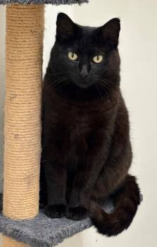 Miss Kitty -  Domestic Medium Hair Cat Available for Adoption in Napa, California - Miss Kitty | PetCurious