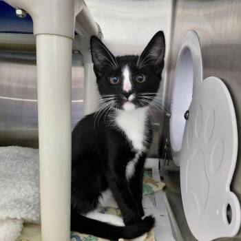 Spike FKA Tuxedo -  Domestic Short Hair Cat for Adoption in Philadelphia, Pennsylvania - Spike FKA Tuxedo | PetCurious