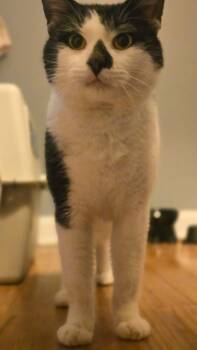 Domestic Short Hair Cats Available for Adoption in Enfield, Connecticut - Michael  | PetCurious