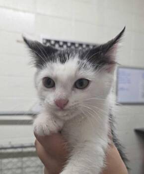 The Mimic -  Domestic Short Hair Cat for Adoption in Fruit Heights, Utah - The Mimic | PetCurious