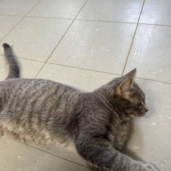 Rescue Domestic Short Hair Cats for Adoption in Hoopeston, Illinois - Binky | PetCurious