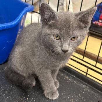 Shep -  Domestic Short Hair Cat for Adoption in Monroe, Michigan - Shep | PetCurious