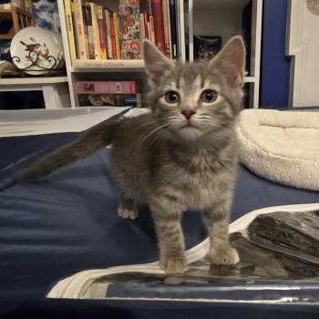 Domestic Short Hair Cats Available for Adoption - Candy | PetCurious