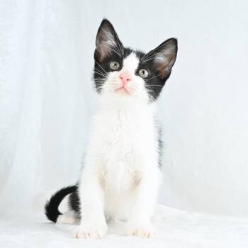 Maggie -  Domestic Short Hair Cat for Adoption in Mobile, Alabama - Maggie | PetCurious