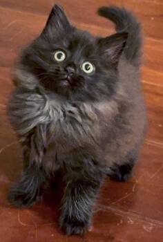 Domestic Long Hair Cats Available for Adoption - Max | PetCurious