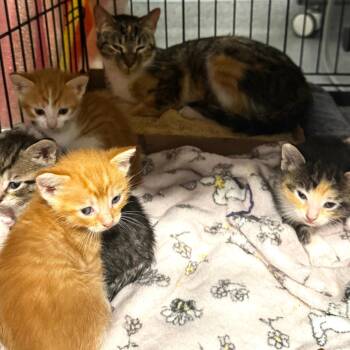 Cali Girl -  Domestic Short Hair Cat for Adoption in Wheeling, Illinois - Cali Girl | PetCurious