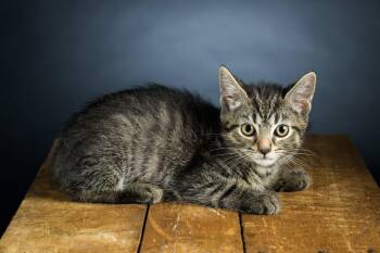 Rescue Domestic Short Hair Cats for Adoption in Carnegie, Pennsylvania - Steven | PetCurious