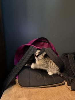 Valley -  Domestic Short Hair Cat for Adoption in Chicago, Illinois - Valley | PetCurious