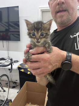 BACON BISCUIT -  Domestic Medium Hair Cat for Adoption in Fort Walton Beach, Florida - BACON BISCUIT | PetCurious