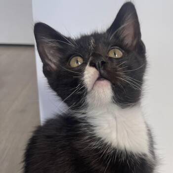 Domestic Short Hair Cats Available for Adoption in Philadelphia, Pennsylvania - Rodney | PetCurious