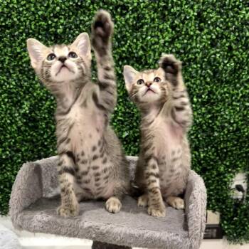Domestic Short Hair Cats Available for Adoption in Granville, Ohio - Rooster | PetCurious