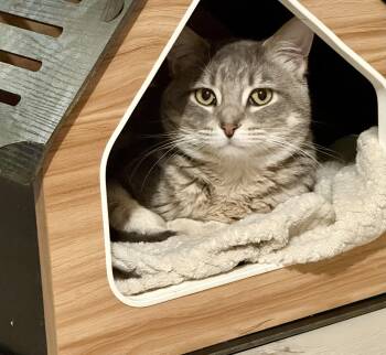 Rescue Domestic Short Hair Cats for Adoption in Stoughton, Wisconsin - RJ | PetCurious