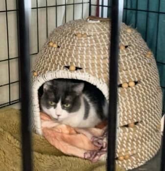 Winky -  Domestic Short Hair Cat Available for Adoption in Acushnet, Massachusetts - Winky | PetCurious