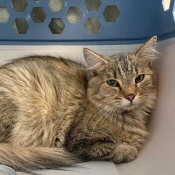 Maple -  Domestic Medium Hair Cat for Adoption in Rifle, Colorado - Maple | PetCurious