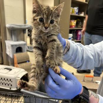 Nora -  Domestic Short Hair Cat for Adoption in Birmingham, Alabama - Nora | PetCurious