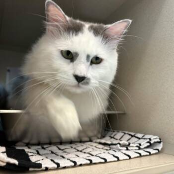River -  Domestic Long Hair Cat Available for Adoption in Gloucester, Virginia - River | PetCurious