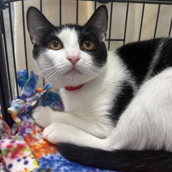 Lettuce -  Domestic Short Hair Cat for Adoption in Buffalo, New York - Lettuce | PetCurious