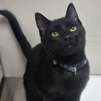 Sparky -  Domestic Short Hair Cat for Adoption in Snow Hill, North Carolina - Sparky | PetCurious