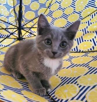 Lemon -  Domestic Short Hair Cat for Adoption in Wilkesboro, North Carolina - Lemon | PetCurious